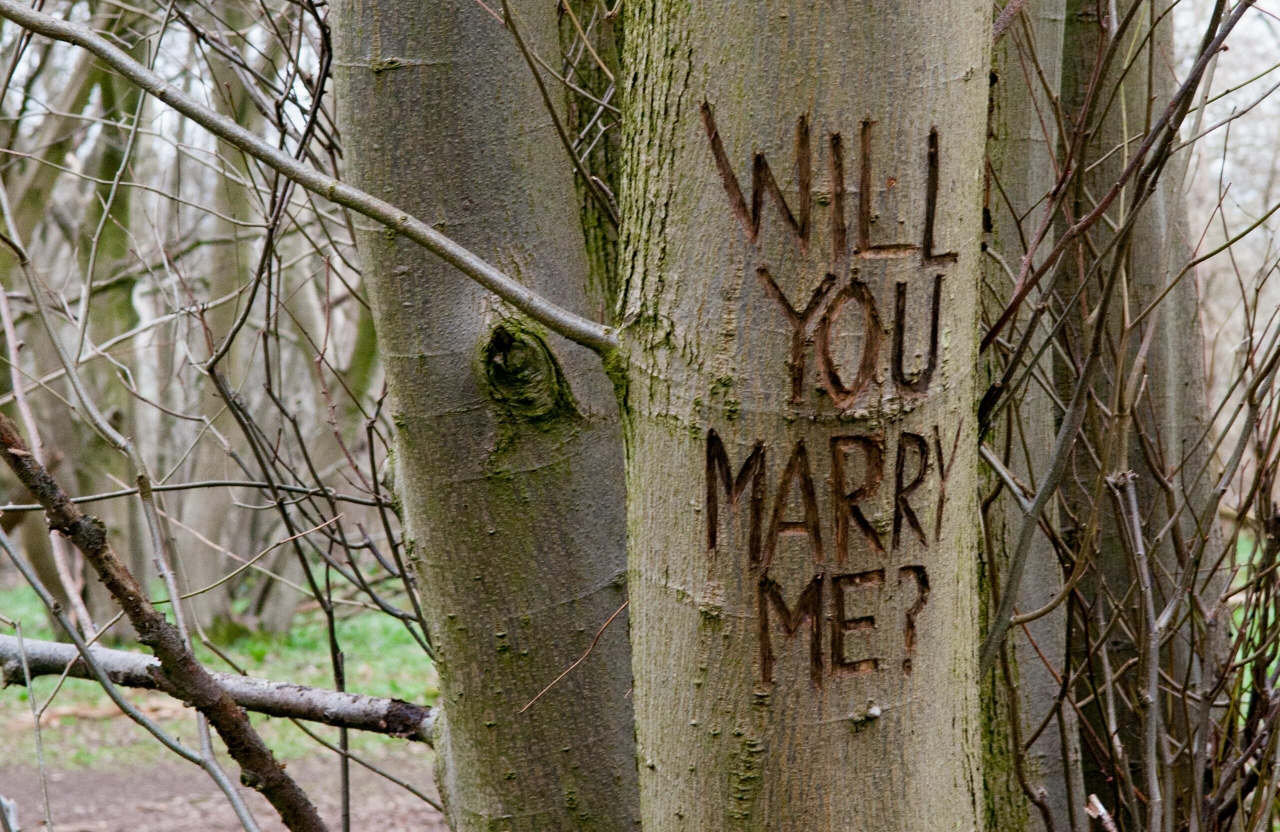 Heiratsantrag Baum Canva (1)